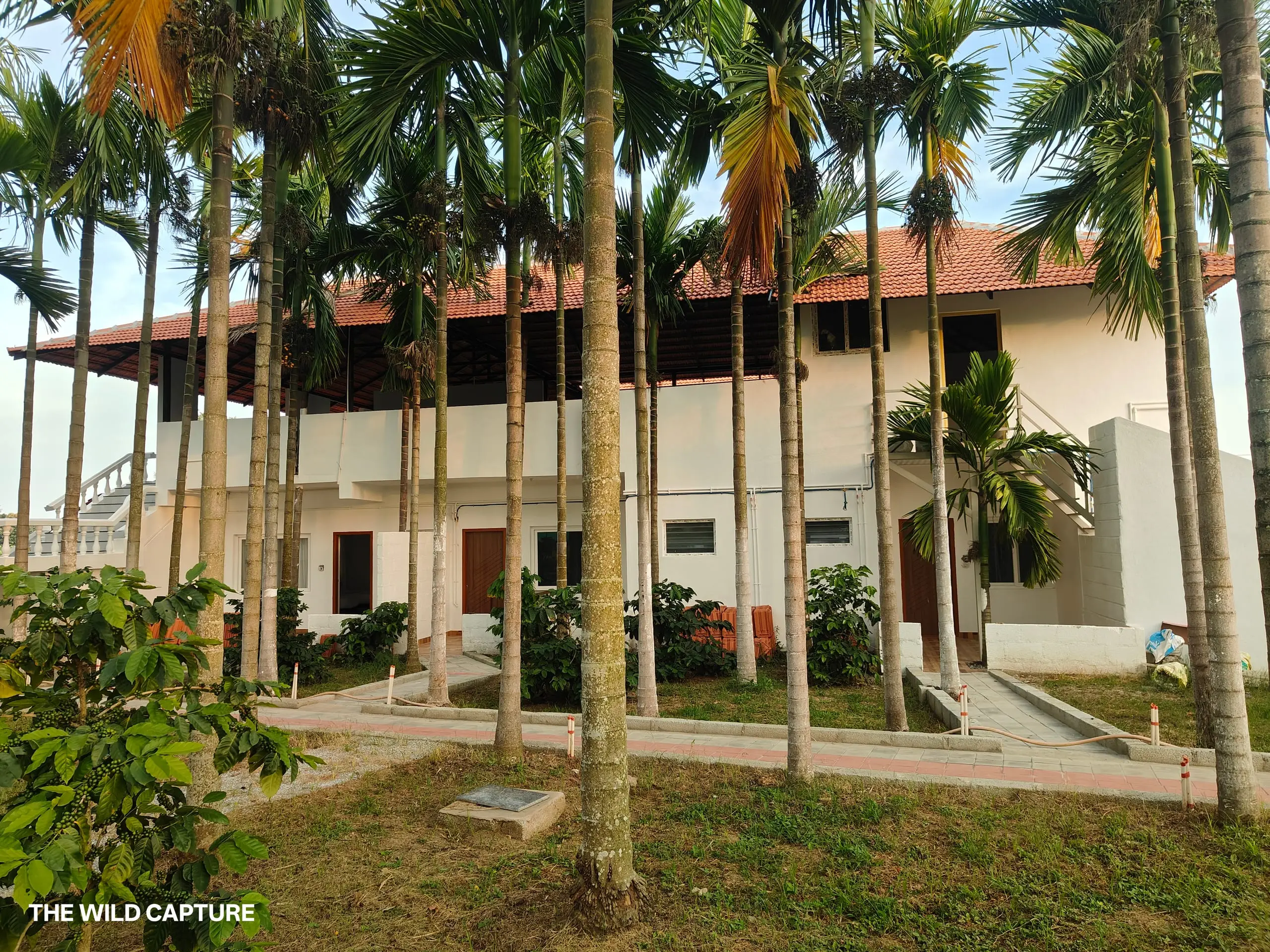 The guest room block seen through tall arecanut palms